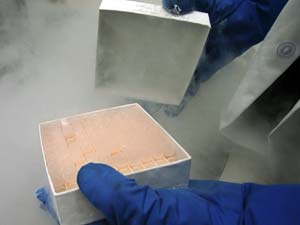 human embryonic stem cell cultures 