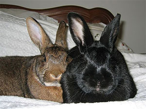 She knew, once she saw his ears, that they were ma 