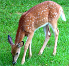 a deer 