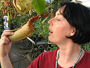 Botanical Illustrator, Katura Reynolds 
