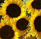 sunflowers 