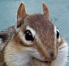 Chipmunk 