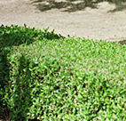 Yep. It's a hedge. 