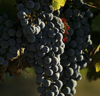 Bunch o' grapes 