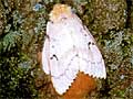 Larger view