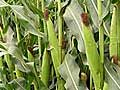 Corn field