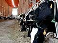 Barn full of cows