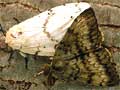 Adult gypsy moths
