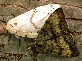 Larger view