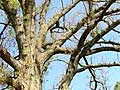 Defoliated tree