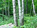 Sensitive birch