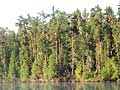 Jack Pine