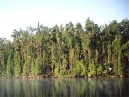 An old jack pine forest on Seagull Lake at the end of the Gunflint Trail in the Boundary Waters Canoe Area Wilderness. Jack pine is on the decline in Minnesota. It needs fire to release its seeds. But summers in the BWCAW have been too humid and wet for fire. (Photo Courtesy of Lee Frelich)