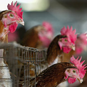 Chickens in Thailand await death following a ... 