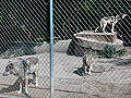 Wolves in captivity