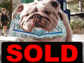 Bulldog on the block