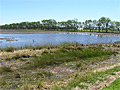 Wetland