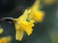 Daffodils