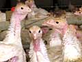 Turkey farm