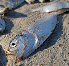 A dead Atlantic menhaden in Wrightsville ... 