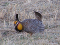 Prairie chicken dance