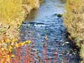 Trout stream