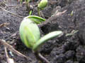 Soybeans in field