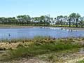 Wetland