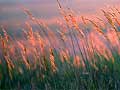 Indian grass
