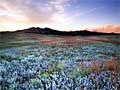 Sage prairie