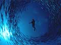 Diver