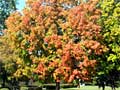 Sugar maple