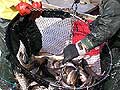 Bucket of walleye