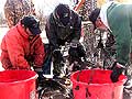 Sorting fish