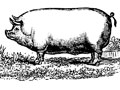 Pork-barrel politics