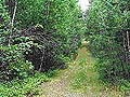 Superior National Forest