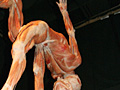 Body Worlds