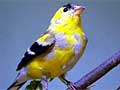 American goldfinch