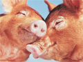 Pigs in love