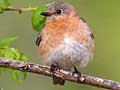 Eastern bluebird