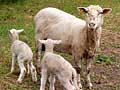 Ewe and lambs
