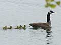 Goose family