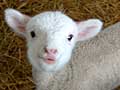 Lamb