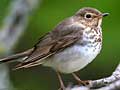 Swainson's thrush
