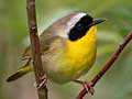 Yellowthroat warbler