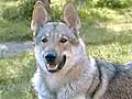 Wolfdog