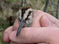 4-day-old chick