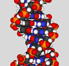 Graphic representation of a DNA double helix 