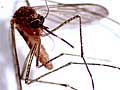 Mosquito