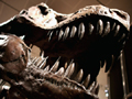 dinosaur skeleton